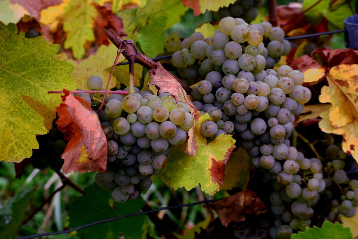 Weintrauben vor der Ernte im Diedenbergener Weinberg