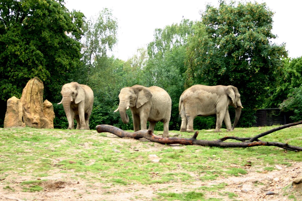 Eine Gruppe von Elefanten im Opel-Zoo