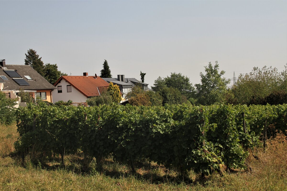 Blick auf den Diedenbergener Sonnenhang