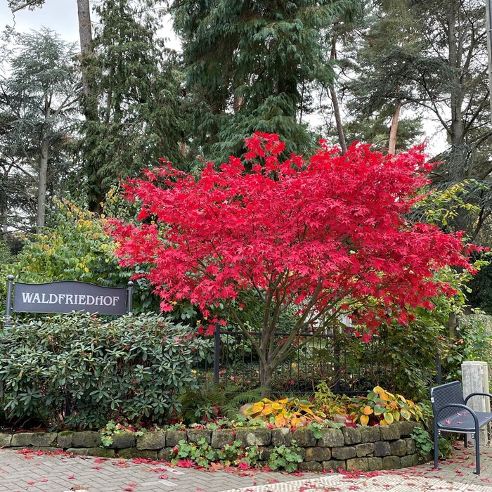 Haupteingang Waldfriedhof Hofheim