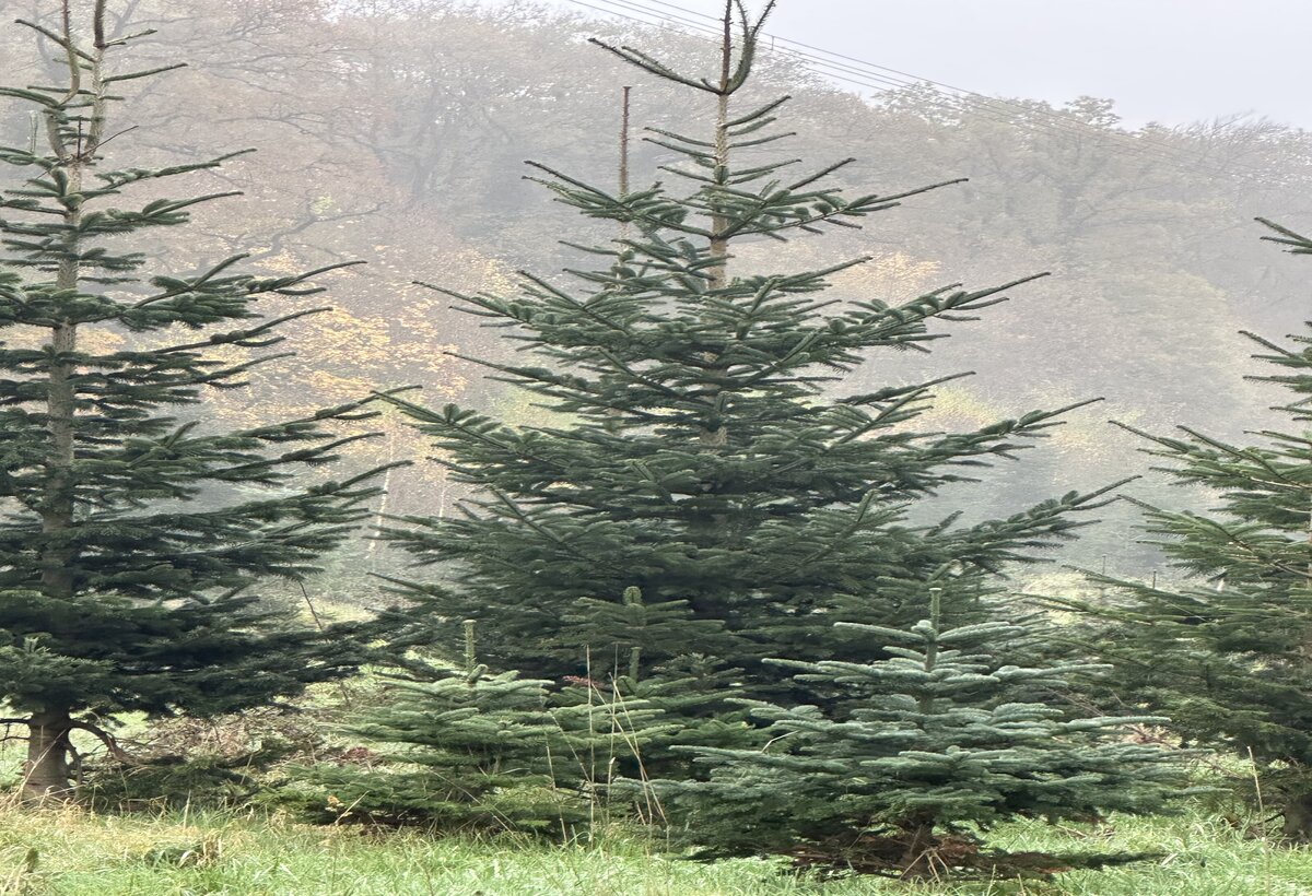 Weihnachtsbaumplantage am „Weberhäuschen“