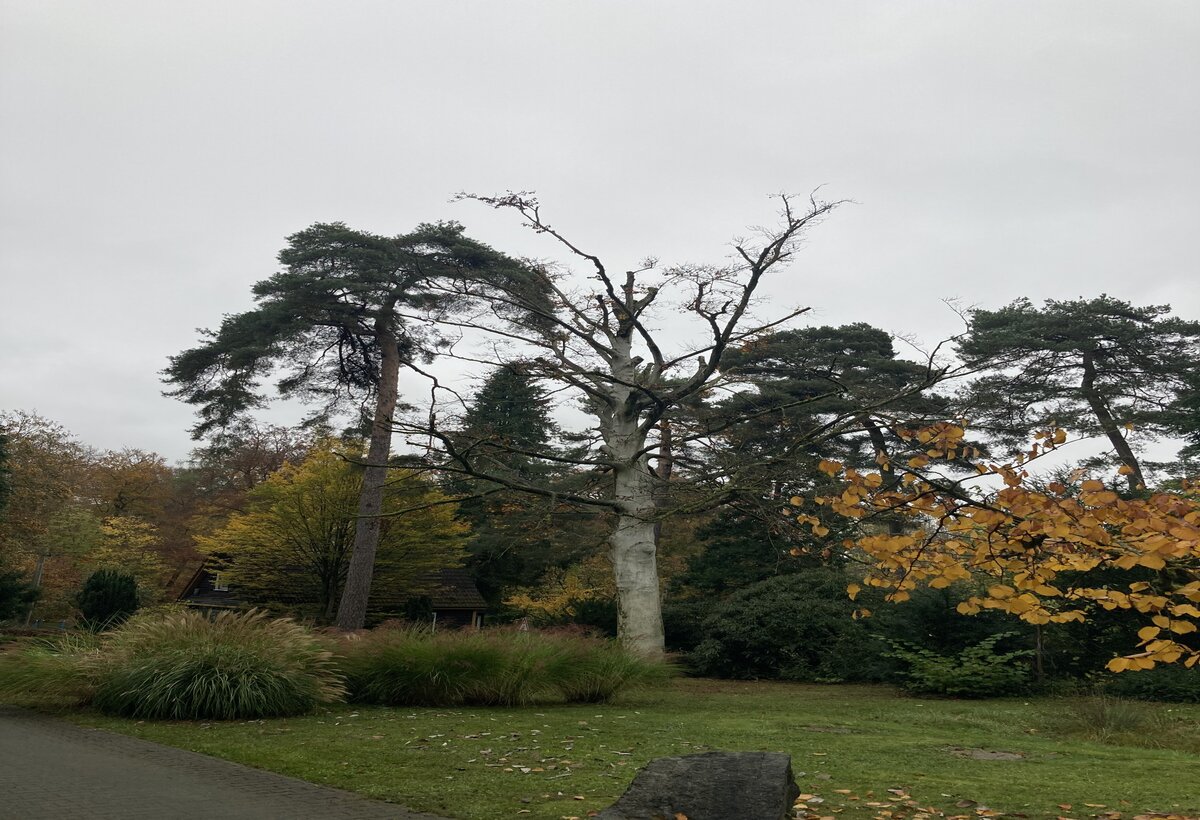Rotbuche auf dem Waldfriedhof