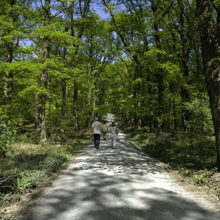 Spaziergänger im Wald