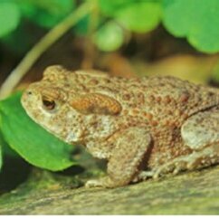 Erdkröte, Bildquelle: BUND Hofheim am Taunus
