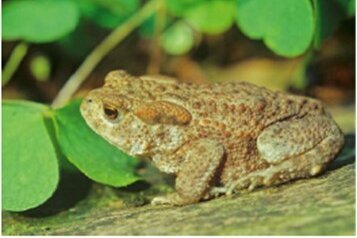 Crapaud commun, source de l'image : BUND Hofheim am Taunus