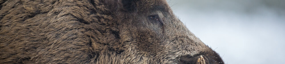 Wildschwein im Winter