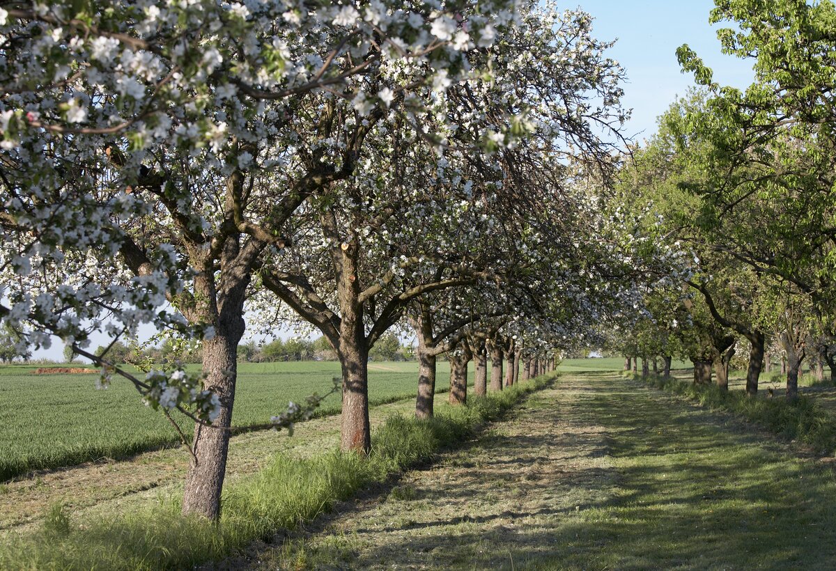 Blühende Felder und Wiesen 