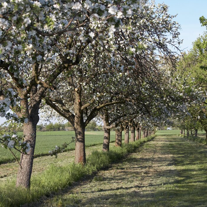 Blühende Felder und Wiesen 