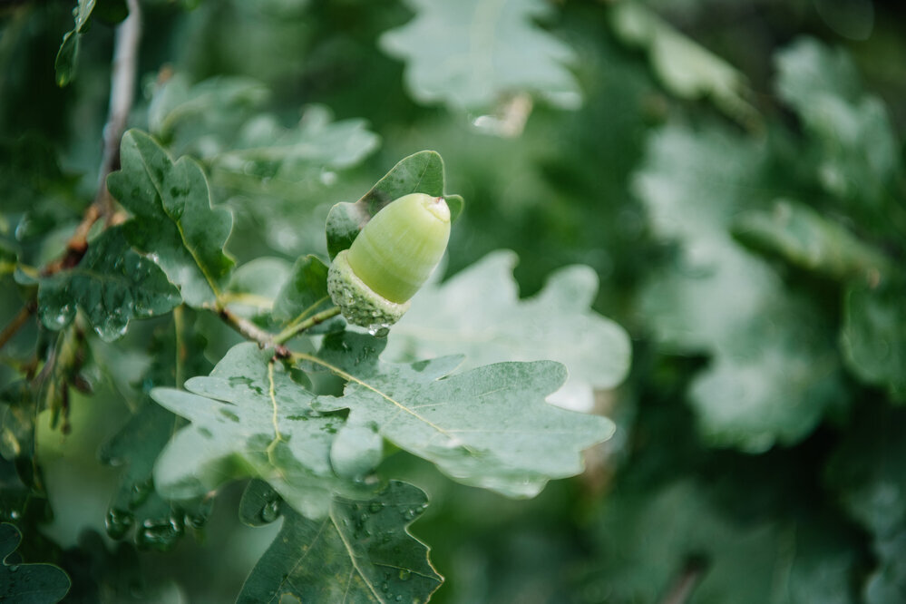 Blatt und Frucht einer Eiche