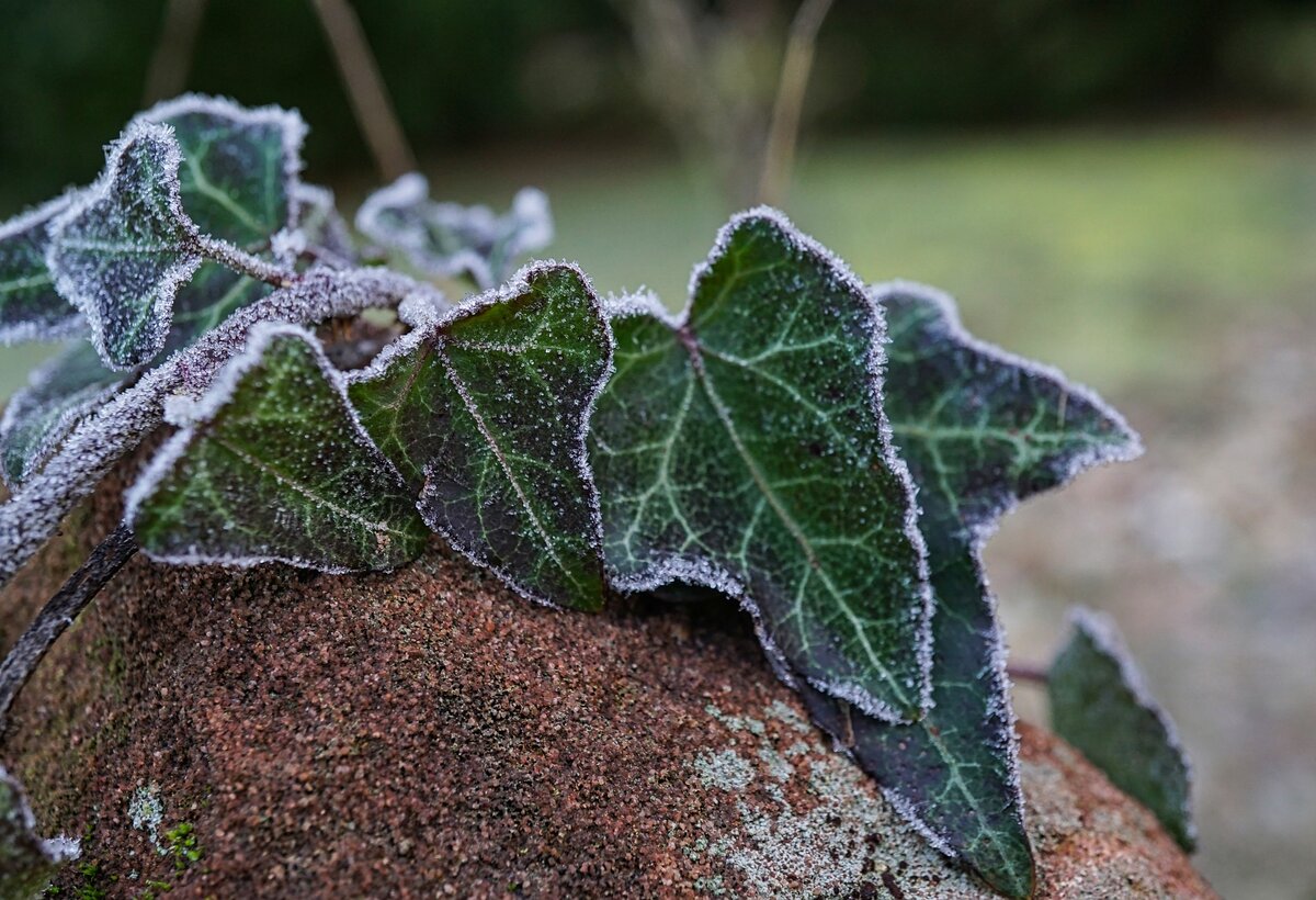 Pflanzenblätter von Frost überzogen 