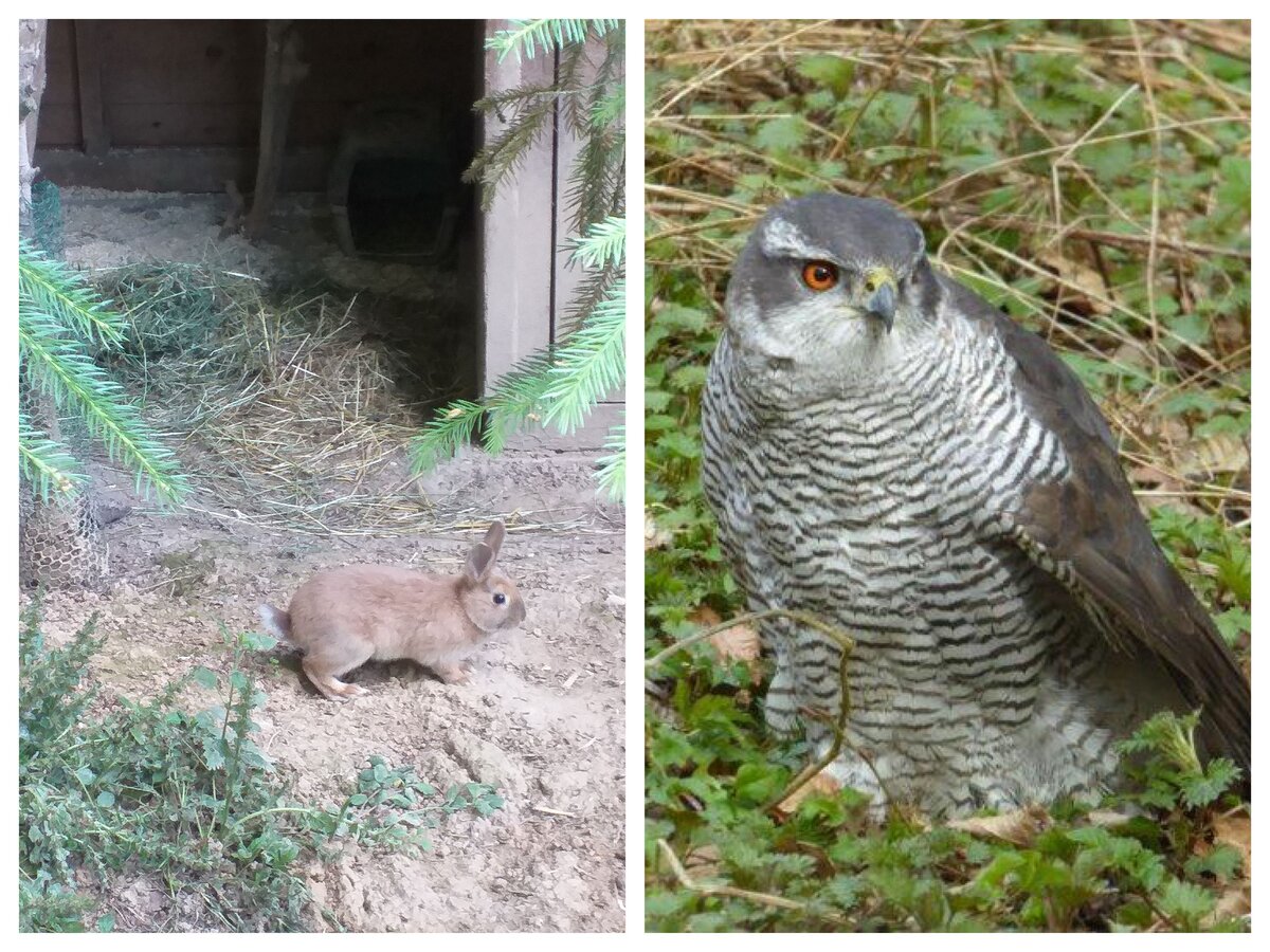 Kaninchen in der Gehegeanlage / Habicht-Terzel im Waldgarten