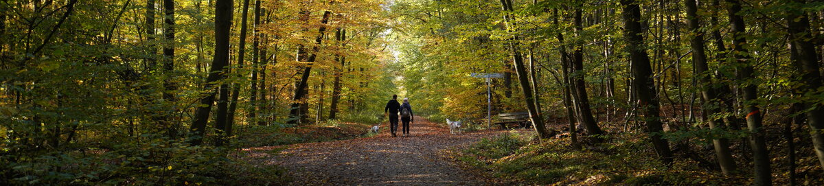 Spaziergänger im Hofheimer Wald