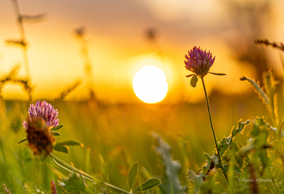 Wildblumen im Sonnenuntergang