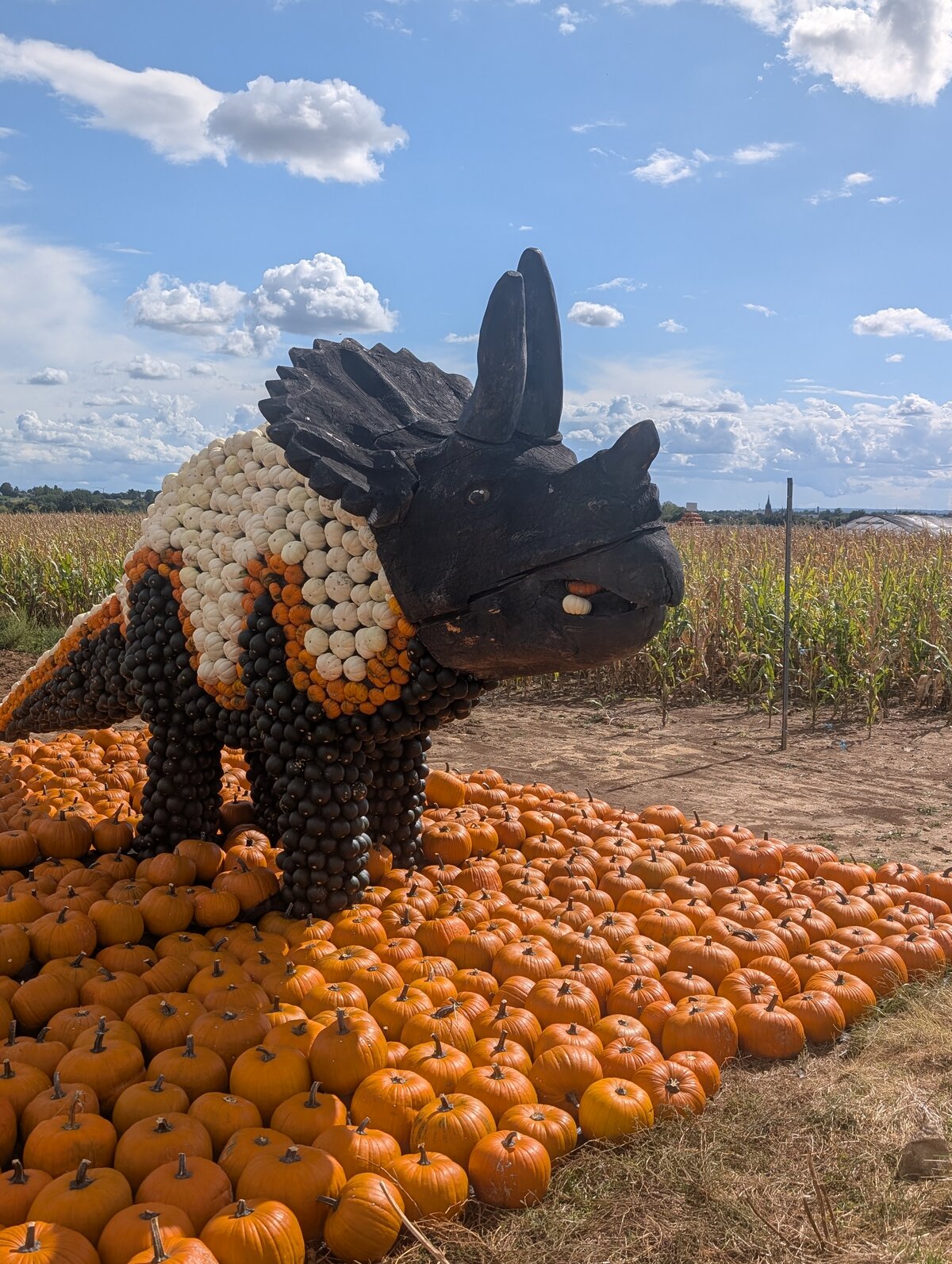 Dinosaurier aus Kürbissen am Maislabyrinth