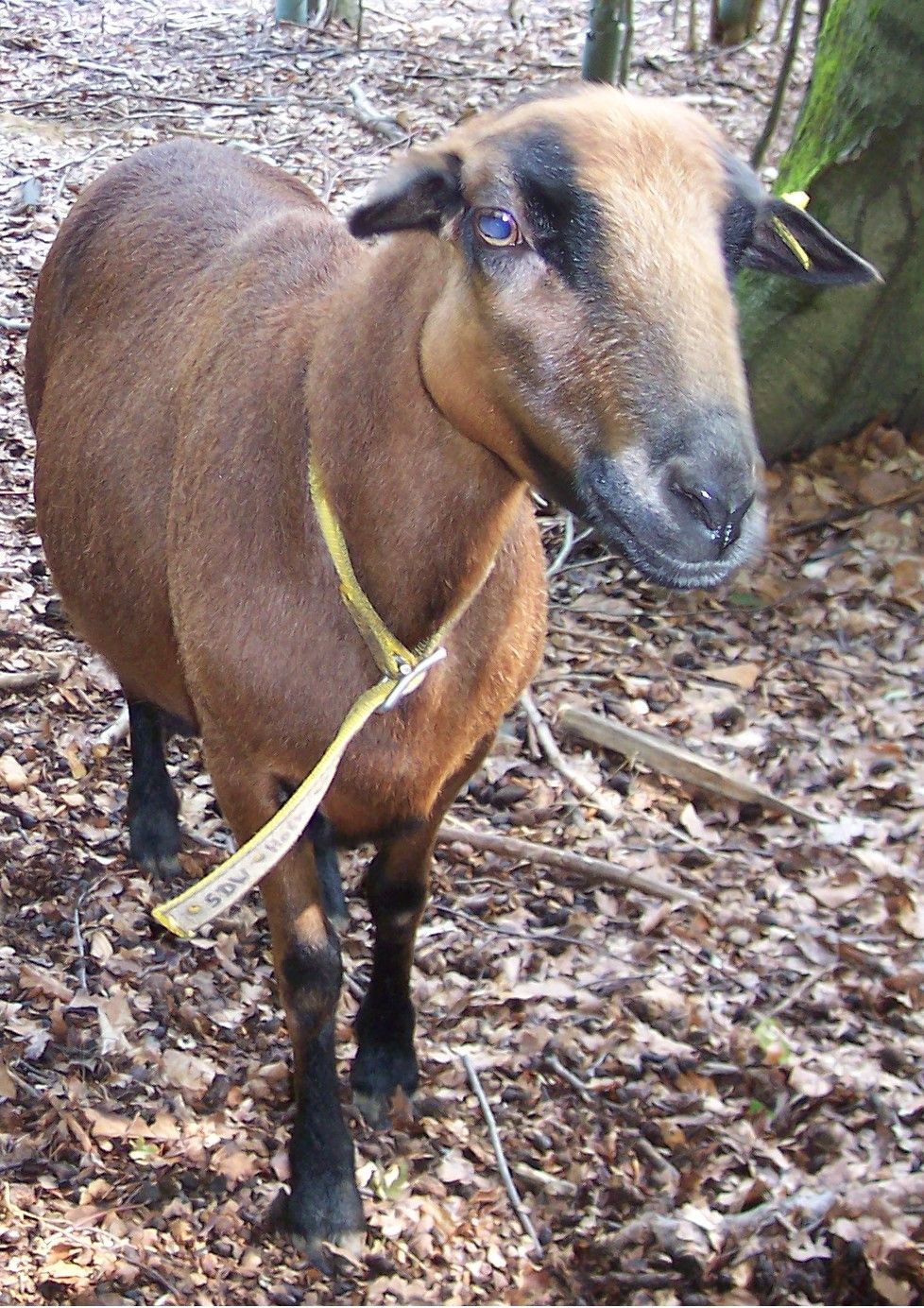 Eines von vielen Kamerunschafen im Waldgarten